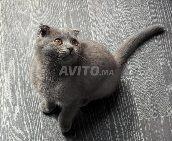 Scottish Fold kitten 