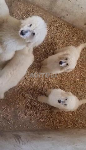 Chiots Caniche Royal vaccinés – 3 mois - 2