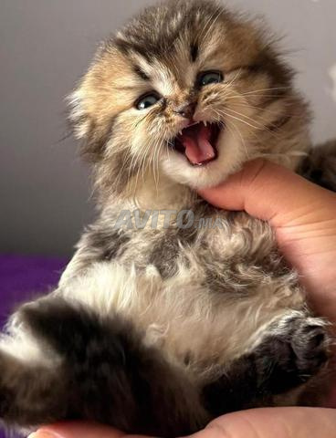 Scottish fold  & british Pedigree  - 2