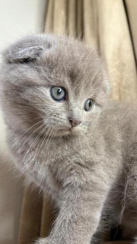 Scottish fold  - 2