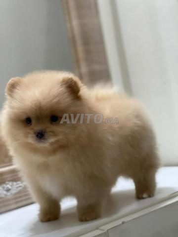 spitz nain loulou de pomeranie