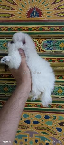 spitz nain loulou de pomeranie - 2