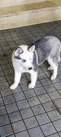 هسكي سلالا نقية - 2