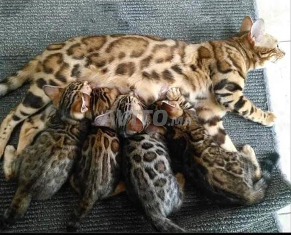 Bengal cat