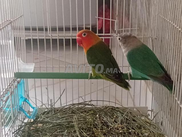 زوج طيور الفيشر  - 2