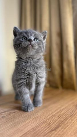 Scottish fold & british  - 2