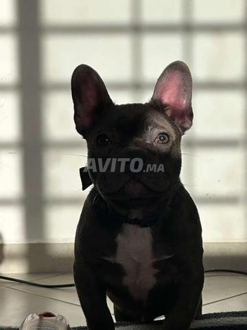 bulldog français  - 2