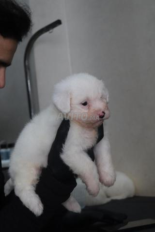 bichon maltais  - 2