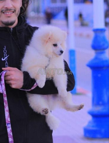 spitz Pomeranian  - 2