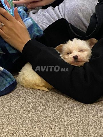 Chiots Bichon adorables à vendre - 2