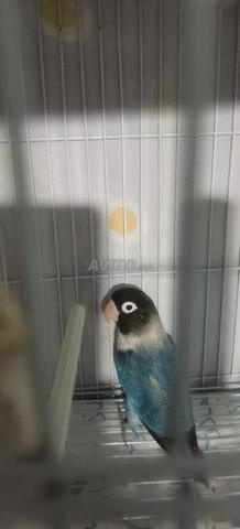 كوبلة  الفيشر - 2