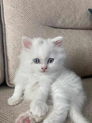 chat angora turc blanc 