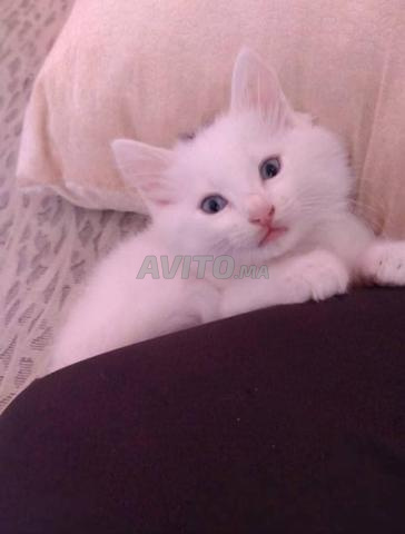 chat angora turc blanc  - 2