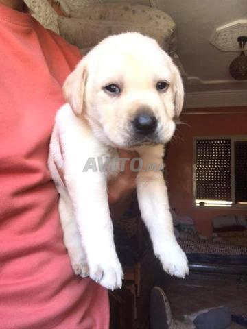chiots labrador retriever  - 2