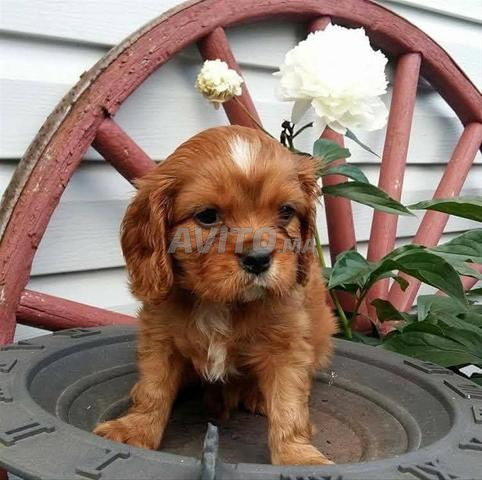 cavalier king charles - 2
