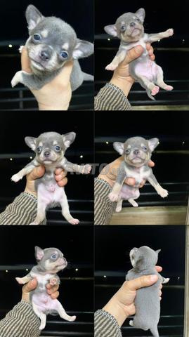 chiwawa exotique  - 2