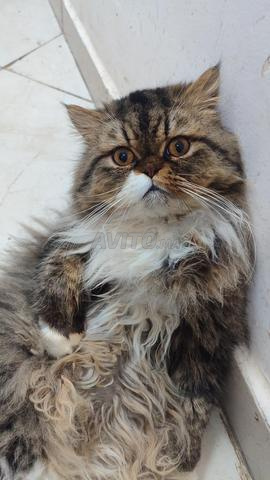 mâle persan race pur 8 mois  - 2