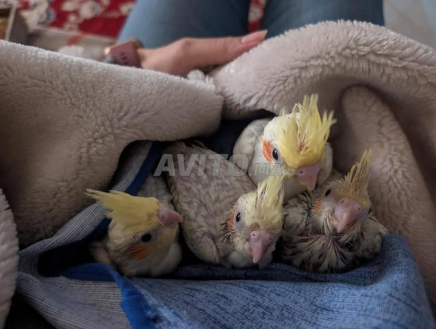 طائر الكالوبسيت الصغير - 2