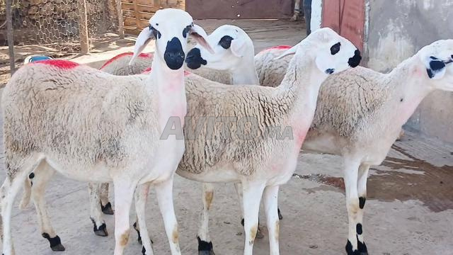 Annuelles Sardia Mliha