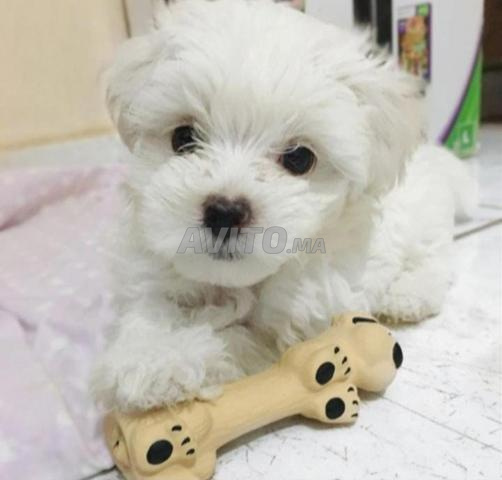 Mâle Femelle Bichons Maltais