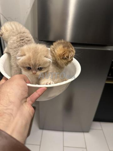 Scottish fold 50 jours - 2