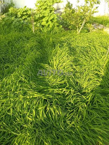 TERRAIN TITRE A ISSEN 35 KM D'AGADIR