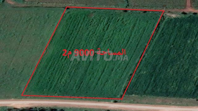 أراضٍ فلاحية محفظة بسيدي رحال للسكن والاستثمار - 2