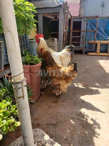 ديك ودجاجة من نوع البراهمة - 2