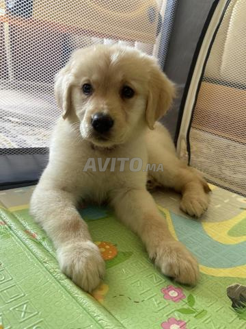 Golden Retriver chiot femelle disponible - 2