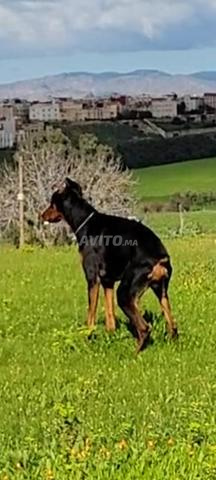 Doberman race pedigree - 2