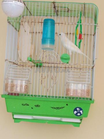 Canari mâle blanc couleur - 2