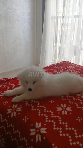 Samoyède femelle - 2