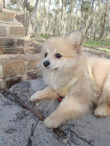 كلب صغير ألماني - 2