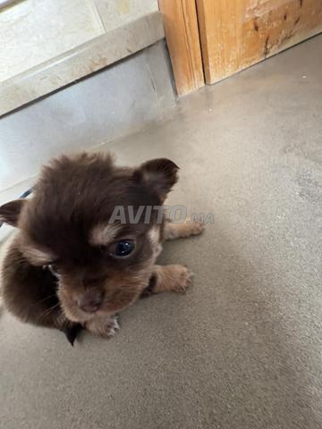 chihuahua Toy papillon - 2