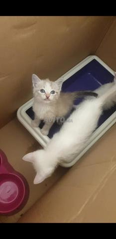 Chat Ongoura et Siamois Tigre - 2