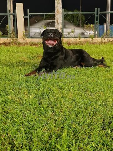 ذكر روتويلر ممتاز من سلالة نقية - 2