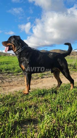 Rottweiler male - 2