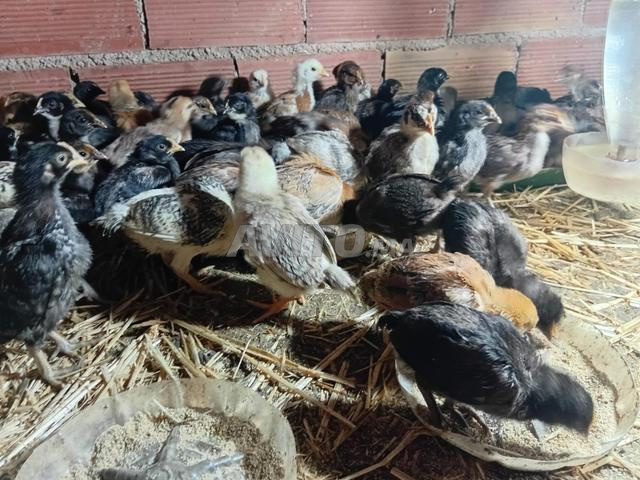 كتاكيت خليط سلالات - 2