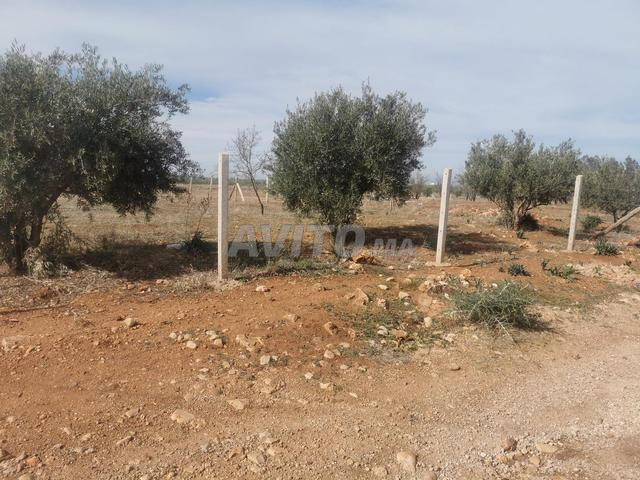 Terrain archia agricole