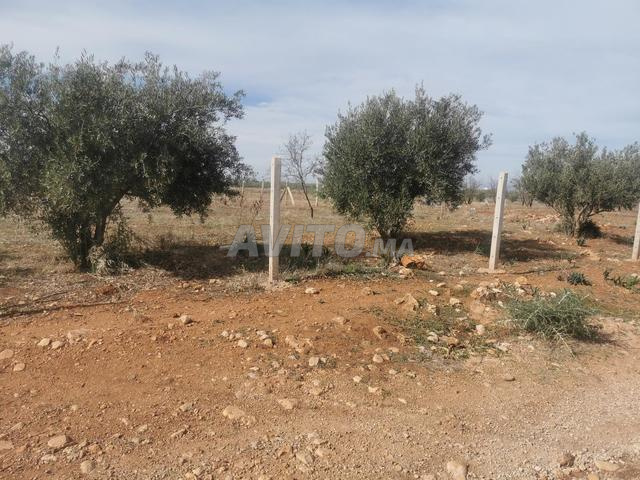 Terrain archia agricole - 2