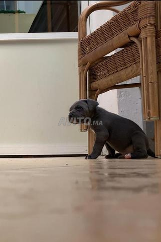 جرو كاني كورسو رورو (أسود/رمادي) - 2