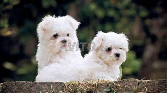 Bichon maltais chiot