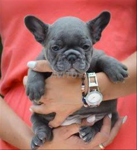Bulldog français chiot
