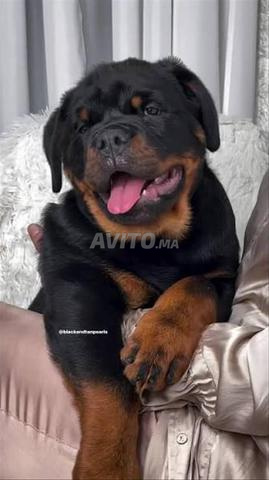 Rottweiler chiot - 2