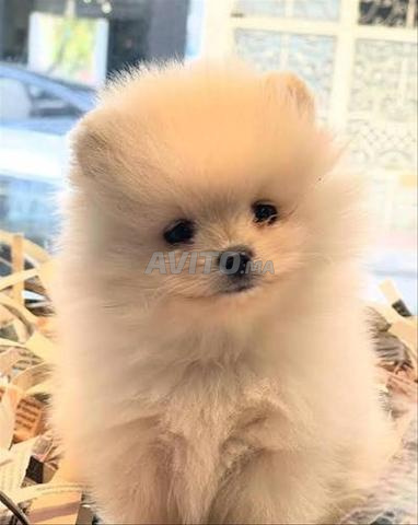 Spitz nain chiot - 2