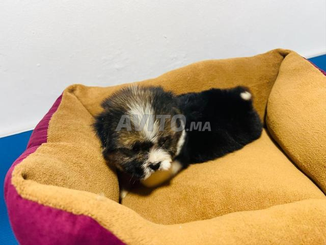 chiots bichon petite taille - 2