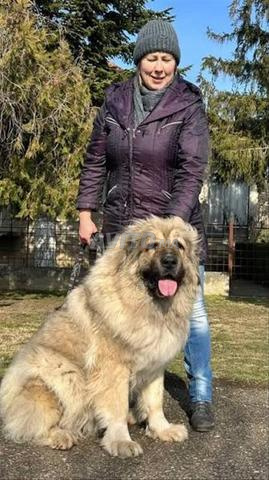 berger caucase chiot - 2