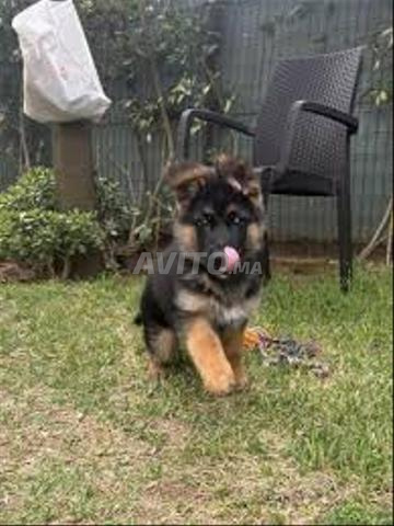 berger allemand chiot - 2