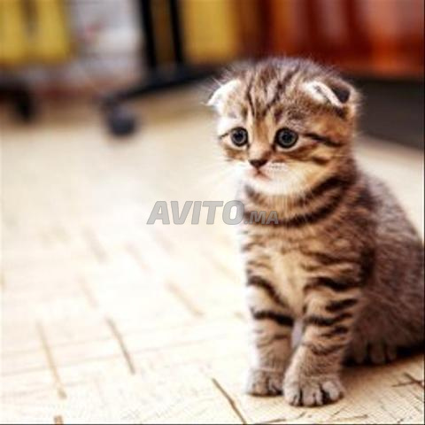Scottish Fold