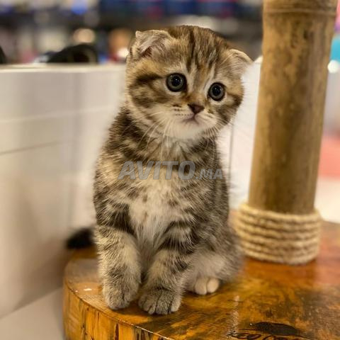 Kitten scottish